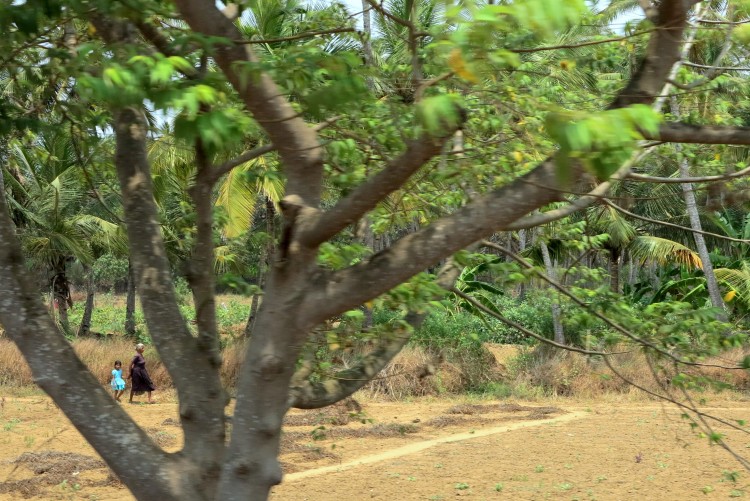 Ladies through Tree in Goa