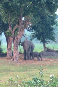 Elephant Mom and Baby near Safari Start Point