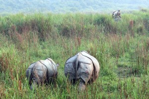 Mama and Baby Rhino in Kaziranga