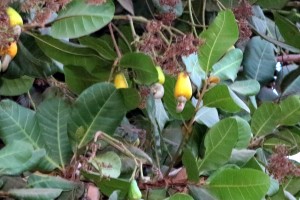 Cashew fruit/nut tree