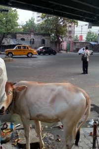 Cow Companion for Chai across AJC Bose Road from Bishop's College