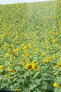 Sunflower Field from Bus