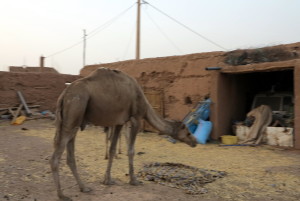 Camels in Hassan's Compound