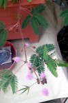 Mimosa pudica - a touch plant!