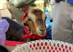 2014.6.15 IMG_5463 Fancy She-Goat, By River, Essaouira, Morocco 2018x1438-001 - Copy