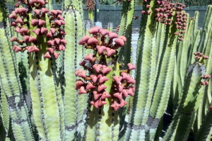 Popping Cactus in Masopaloma, Gran Canarias