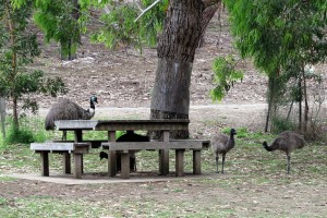 Emu family picinic!
