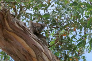 2015.1.23 IMG_6184 Koala on Cape Otway Road, Victoria, Australia 2147x1433-001