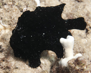 Frogfish photo, courtesy candlepowerforums.com