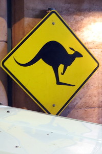 Kangaroo Warning!