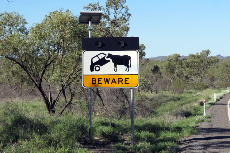 Apparently, there are car-eating cows on the loose! Beware!
