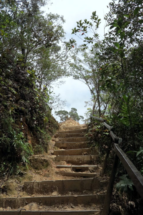 Steps on the path up Mt. Kinabalu, Sabah, Borneo