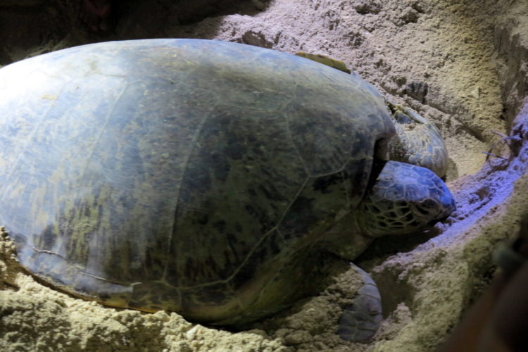 Mama Turtle Rests After Laying Eggs