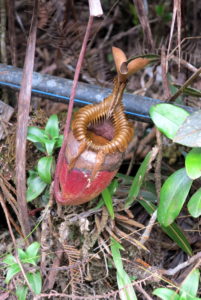 Napenthes Pitcher Plant, Mt. Kinabalu Park