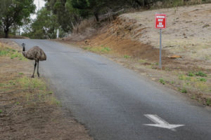 No, Mr. Emu! Wrong Way, Go Back! 