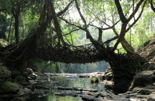 The Sustainable Living Bridges of Meghalaya (or, Bridge from the Village Ruwai)