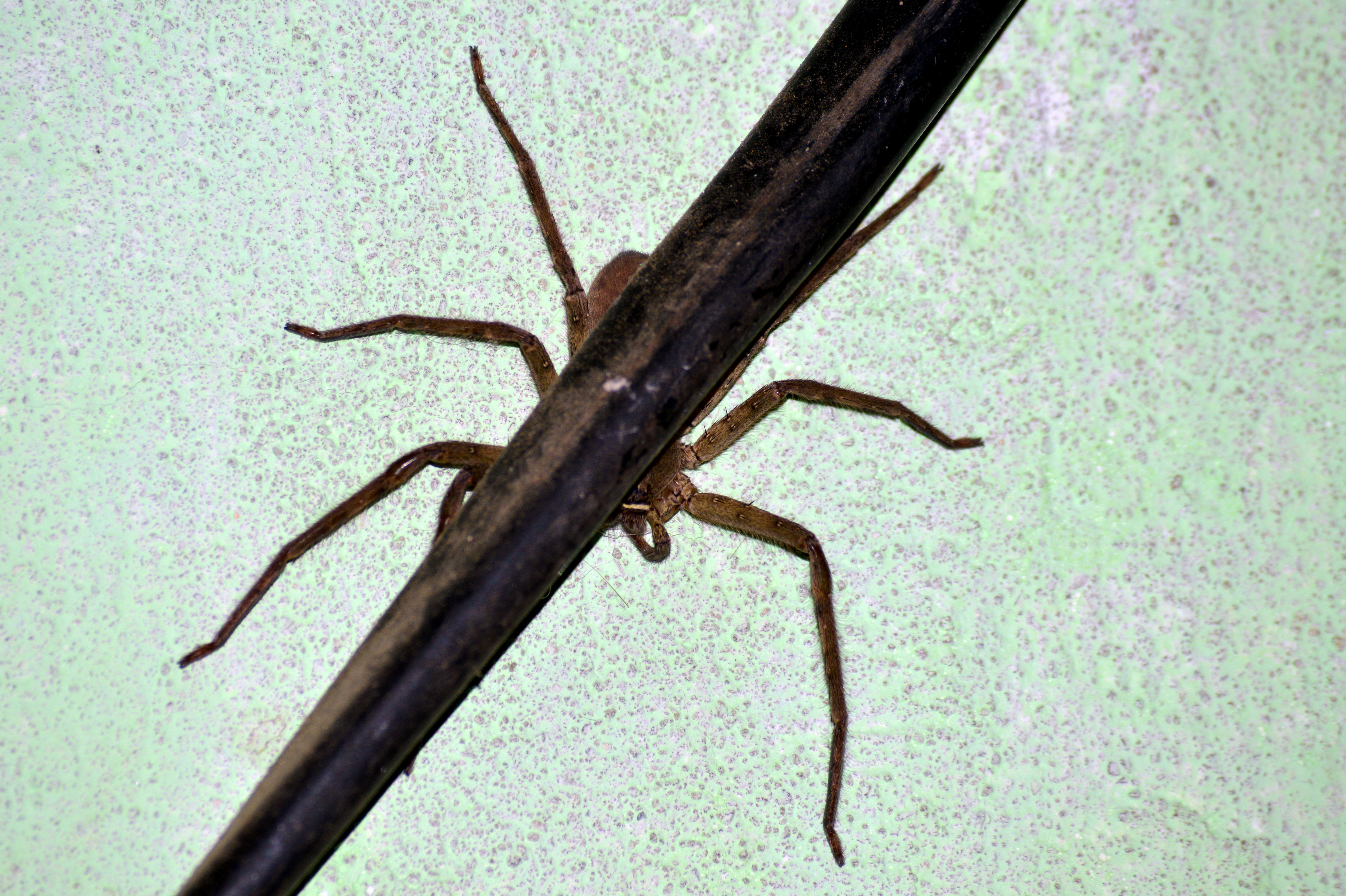 Close-up of Kitchen Spider, photo courtesy Alec
