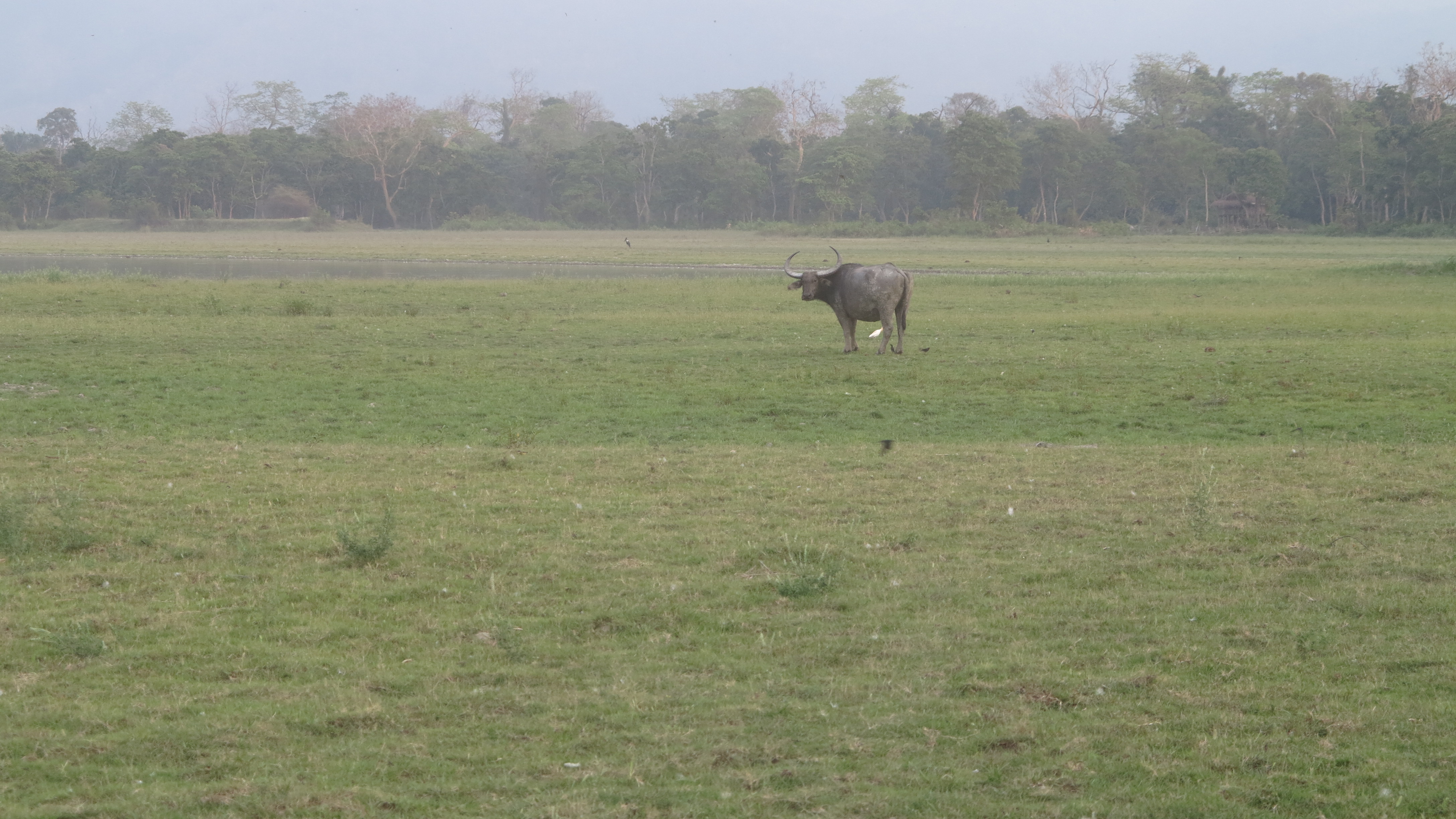 2014.4.23 IMG_3016 Water Buffalo at kaziranga, Assam, India