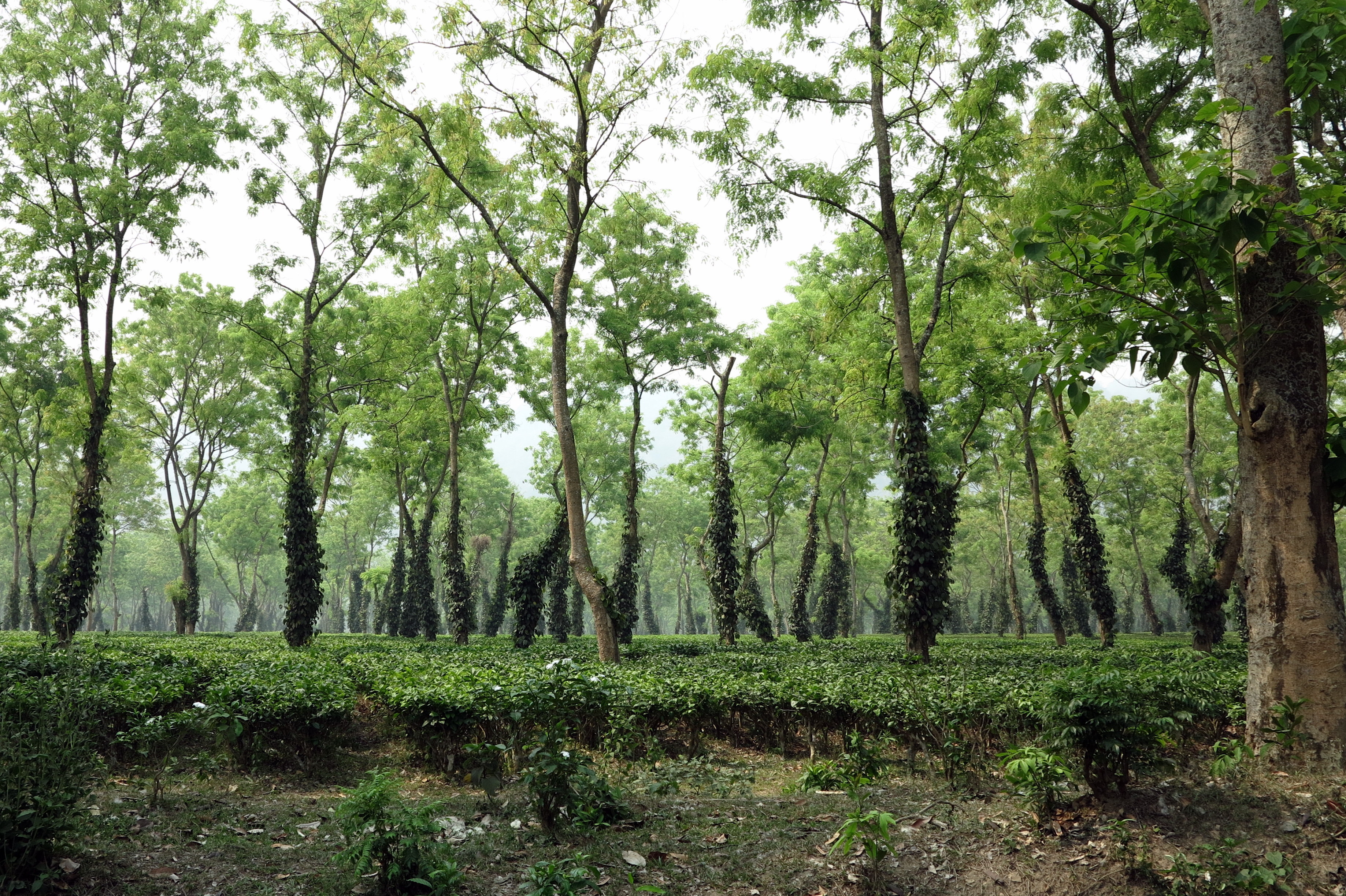 2014.4.24 IMG_3105 Tea Plantation, Assam, India-001