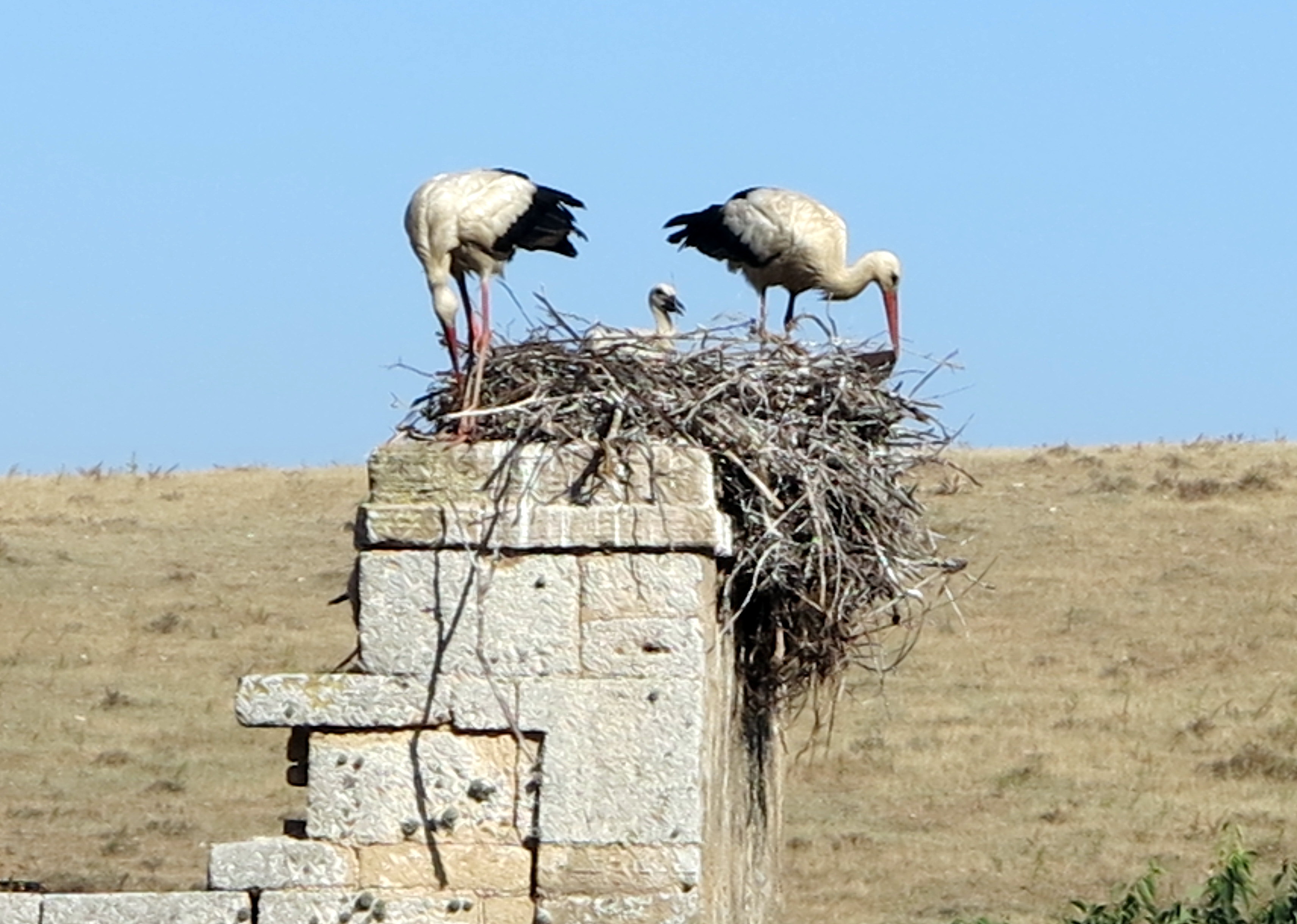 Nesting White Stork Family, Chellah