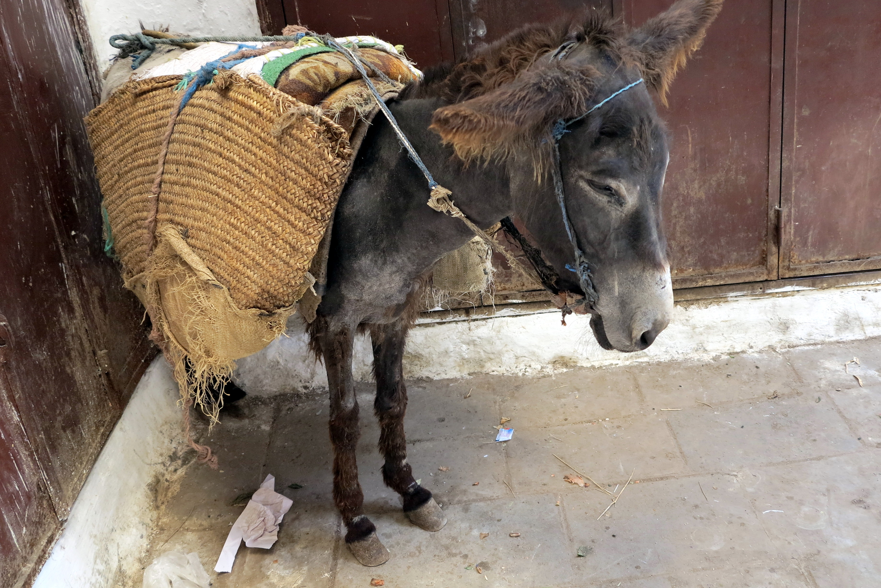 2014.6.6 IMG_4617 Donkey in Fes, Morocco 3670x2448-001