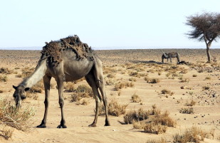 The Dunes in the Desert