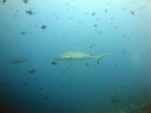 Shark, diving with Gangehi, the Maldives; May, 2014.