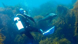 Diving with Seals, Eaglehawk Neck Diving, Tasmania, Australia; February 2016.