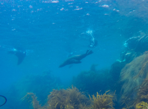 Diving with Seals in the Kelp, Eaglehawk Neck Diving, Tasmania, Australia; February 2016.