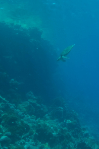 Turtle off coast of Sharm el Sheik, Red Sea, Egypt, June 2016.
