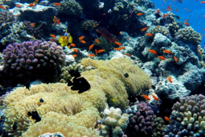 Anemone, Clownfish, and Damsel Fish, Umm Arouk, St. John's Caves, Red Sea, Egypt; June 2016.