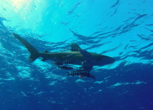 Oceanic White Tip Shark, Elphinstone, Red Sea, Egypt; June 2016.