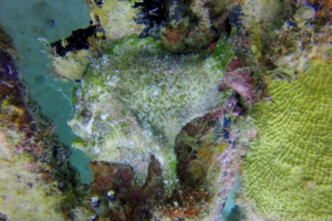 Marble Mouthed Frogfish at Scuba Junkie House Reef, Mabul Island, Borneo, Malaysia; December 2017.