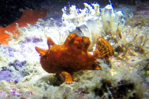 Painted Frogfish on night dive at AWAS, Mabul Island, Borneo Malaysia; December 2017.