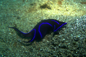 Blue Headshield Slug, Lembeh Straits, N. Sulawesi, Indonesia; NAD Lembeh Resort; April 2018.