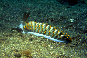 Trinchesia yamasui, a Tergipedidae Nudibranch, NAD Dive Resort, Lembeh Straits, Indonesia; April 2018.