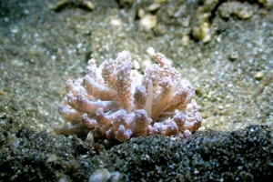 Cryptic Phyllodesmium (Rasta) Nudibranch - it's photosynthetic!  Lembeh Straits, N. Sulawesi, Indonesia; Aril 2018.  