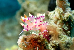 Flabellina; Lembeh Straits, N. Sulawesi, Indonesia, April 2018.