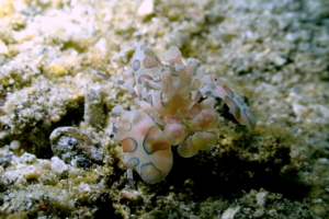 Harlequin Shrimp, Lembeh Straits, N. Sulawesi, Indonesia; April 2018.