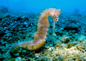 Pregnant Thorny Seahorse, Lembeh Straits, N. Sulawesi, Indonesia; April 2018.
