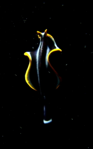 Flatworm swimming on blackwater night dive, Lembeh Straits, N. Sulawesi, Indonesia; Apri 2018.