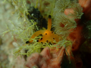 Red Picachu Nudibranch, Scuba Junkie Sangalaki, Derawan Island, Borneo, Indonesia; April 2018.