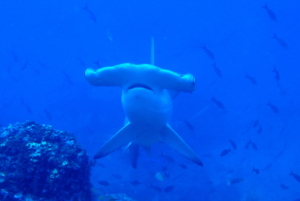 Hammerhead Shark, Cocos Island, Costa Rica; September 2018.