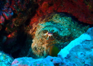 Octopus at Submerged Rock, Cocos Island, Costa Rica, September 2018.