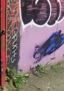 No Rats Graffiti, Bedford-Stuyvesant, NY; August, 2019.