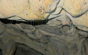 2014.12.1 Glow worm-Silk-Strands, Waitomo Caves, Waitomo, New-Zealand