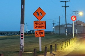 2014.12.15 -Penguins-Crossing-Sign-Oamaru-New-Zealand  