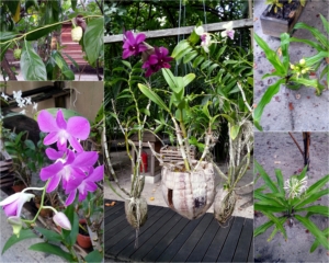 Photocollage-plantlife-Gangehi-Maldives