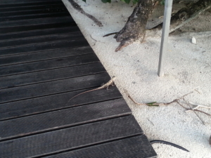 long-tail-lizard-Gangehi-maldives 