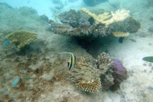 Snorkeling-Gangehi-Maldives-3672x2450-001 